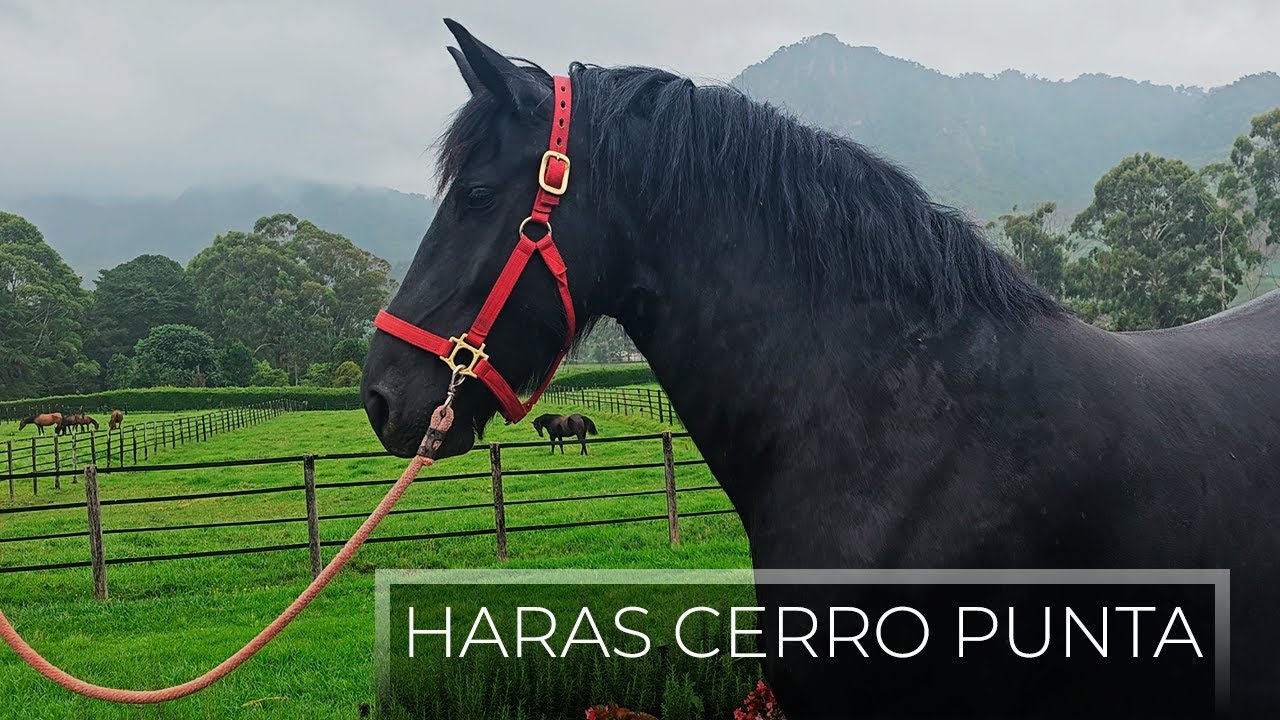 Haras Cerro Punta: Opiniones, reseñas y experiencia ecuestre única